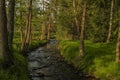 River Kamenice in color nice sunny spring evening