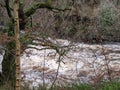 River Kelvin Scottish Landscape trees Royalty Free Stock Photo