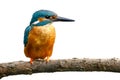 River kingfisher male isolated on white background. Common kingfisher, Alcedo atthis, perched on branch near nesting burrow. Royalty Free Stock Photo