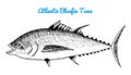River and lake fish. Atlantic bluefin tuna. Sea creatures. Freshwater aquarium. Seafood for the menu. Engraved hand Royalty Free Stock Photo