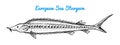 River and lake fish. European sea sturgeon. Sea creatures. Freshwater aquarium. Seafood for the menu. Engraved hand