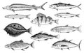 River and lake fish. Salmon and rainbow trout, tuna and herring, seawater and freshwater carp. freshwater aquarium Royalty Free Stock Photo
