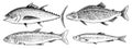River and lake fish. Salmon and rainbow trout, tuna and herring, seawater and freshwater carp. freshwater aquarium Royalty Free Stock Photo
