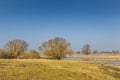 River landscape along Dutch river Maas with floodplain forests of willow trees in flooded water meadows