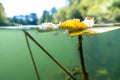 Underwater river landscape with algae, fry and water surface Royalty Free Stock Photo