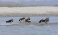 A river lapwing in group Royalty Free Stock Photo