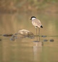 River Lapwing Standing in the Water Royalty Free Stock Photo