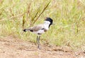 River Lapwing Vanellus duvaucelii Royalty Free Stock Photo