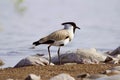 River lapwing, Vanellus duvaucelii, Chambal river, Rajasthan, India Royalty Free Stock Photo
