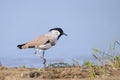 River Lapwing (Vanellus Duvaucelli) Royalty Free Stock Photo
