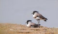 River Lapwing (Vanellus Duvaucelli) Royalty Free Stock Photo