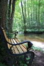 The river Lauter in Alsace France with romantic place in wood with a bench