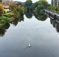River Liffey Swan Ireland