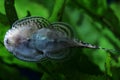 River Loaches or Tiger Hillstream Loach Sewellia lineolata