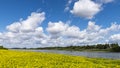 River Loire with Water Primerose