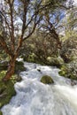 River and lush green forest near Huaraz in Cordillera Blanca, Pe