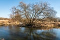 River meander with huge trees on riverbank during early springtime - Odra river in CHKO Poodri in Czech republic