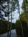 Evening forest near the river in spring. Royalty Free Stock Photo