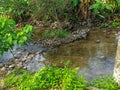 A river in the middle of the forest has very clear water Royalty Free Stock Photo