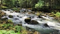 A river in the middle of a forest