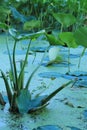 Water drops Lily pad lotus Royalty Free Stock Photo