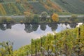 River Moselle through the Moselle valley with the famous vineyards Royalty Free Stock Photo