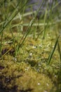 River moss is capturing the water drops dew and catching the fir