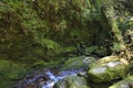 River in moss forest in Yakushima Island