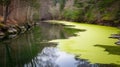 River Flows Through a Forest Covered With Green Algae During Daytime in the Mountains Royalty Free Stock Photo