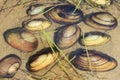 River mussels on a sandy river bottom