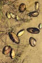 River mussels on a sandy river bottom