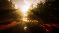 River in mysterious forest with fog