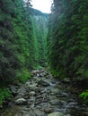 River narrowed by fir trees Royalty Free Stock Photo