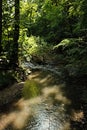 River in the Neander valley near Mettmann town, Germany, vertical shot