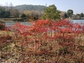 River near liangzhu museum 037 Royalty Free Stock Photo