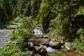 river near the pathway in the forest in Retezat mountain in Campu lui Neag Romania Royalty Free Stock Photo