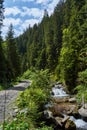 river near the pathway in the forest in Retezat mountain in Campu lui Neag Romania Royalty Free Stock Photo