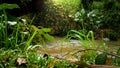 Beautiful view on river and old stone bridge in tropical jungle forest Royalty Free Stock Photo