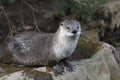 River otter Royalty Free Stock Photo