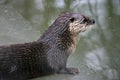 River otter