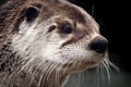 River Otter