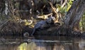 Two River Otter in beaver swamp, Georgia USA