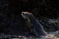 River otter climbs out of sea onto seaweed covered rocks along shore Royalty Free Stock Photo
