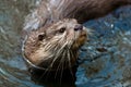 River otter Royalty Free Stock Photo