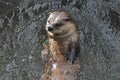 River Otter with a Cute Face in a River Royalty Free Stock Photo