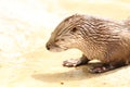 River Otter at the Dakota Zoo Royalty Free Stock Photo