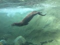 River Otter Diving into murky water swimming underwater with rocks and dirt stirred up