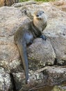 A River Otter Dries Out on a Rock Royalty Free Stock Photo