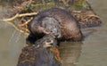 River otter on log in pond Royalty Free Stock Photo