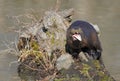 River otter on log in pond Royalty Free Stock Photo